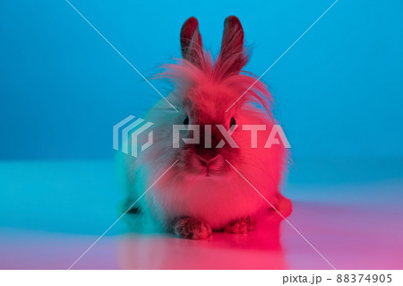 Close-up portrait of furry cute rabbit sitting on floor isolated on gradient pink blue background in neon. Concept of domestic animal life, pets, friend, happy easter Close-up portrait of furry cute rabbit sitting on floor isolated on gradient pink blue background in neon. Concept of domestic animal life, pets, friend, happy easter 88374905