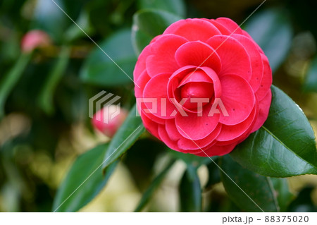 可愛い椿一輪 88375020