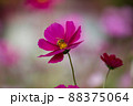 コスモスの蜜を集める蜂 88375064