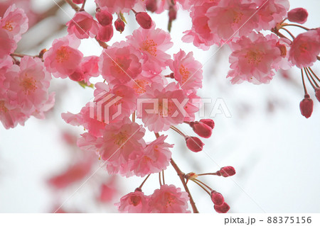 薄紅色の桜の花 薄紅色の桜の花 88375156