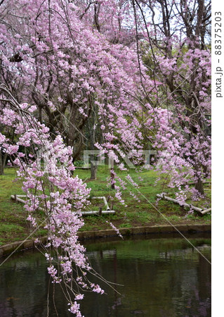 花曇り 満開の枝垂桜 花曇り 満開の枝垂桜 88375203