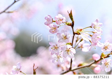 仁科小町 88375211