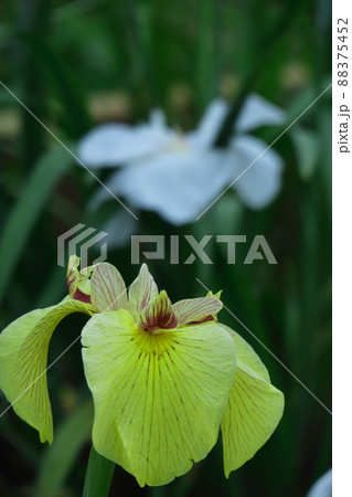 凛として優雅に咲く 88375452