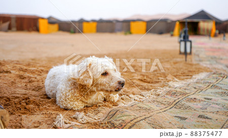 モロッコ メルズーガ砂漠 犬 モロッコ メルズーガ砂漠 犬 88375477