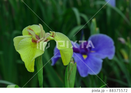 凛として優雅に咲く 88375572