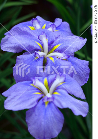 凛として優雅に咲く 88375576