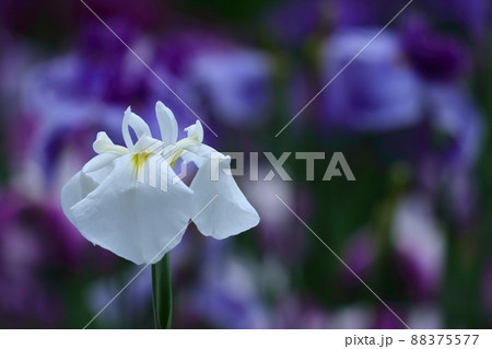 凛として優雅に咲く 88375577