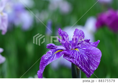 凛として優雅に咲く 88375579
