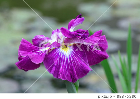 凛として優雅に咲く 凛として優雅に咲く 88375580