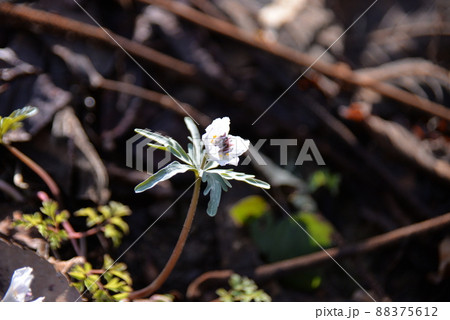 節分草の可憐な花一輪をクローズアップ 88375612
