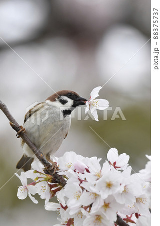 スズメと桜 88375737