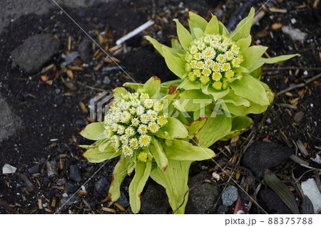 春の便りのフキノトウの写真素材 [88375788] - PIXTA