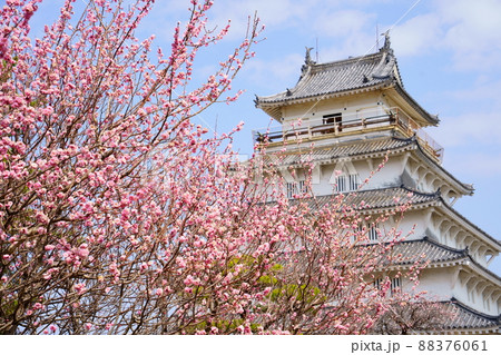 満開の紅梅と島原城天守閣／長崎県島原市 88376061