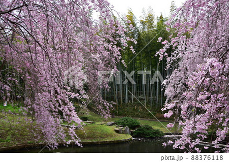 花曇り 満開の枝垂桜 花曇り 満開の枝垂桜 88376118