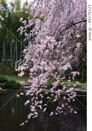 花曇り 満開の枝垂桜 花曇り 満開の枝垂桜 88376123