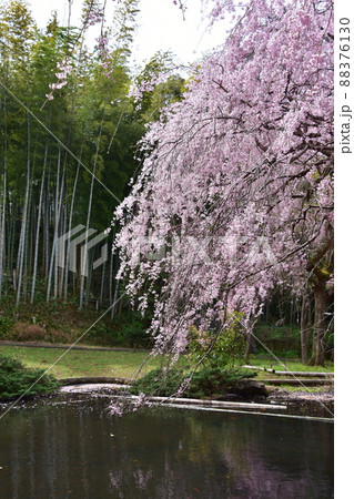 花曇り 満開の枝垂桜 花曇り 満開の枝垂桜 88376130
