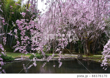 花曇り 満開の枝垂桜 花曇り 満開の枝垂桜 88376170