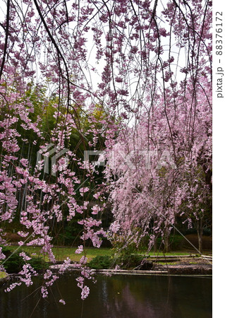 花曇り 満開の枝垂桜 花曇り 満開の枝垂桜 88376172