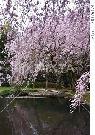 花曇り 満開の枝垂桜 花曇り 満開の枝垂桜 88376174