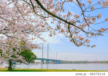 (埼玉県)満開の桜と幸魂大橋・彩湖 (埼玉県)満開の桜と幸魂大橋・彩湖 88376216
