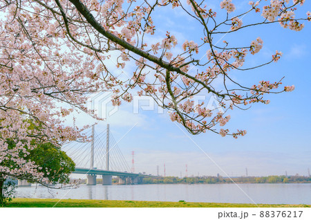 （埼玉県）満開の桜と幸魂大橋・彩湖 88376217
