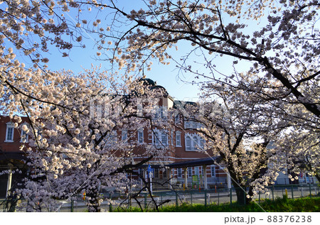 JR深谷駅と快晴の空の下の満開の桜 JR深谷駅と快晴の空の下の満開の桜 88376238