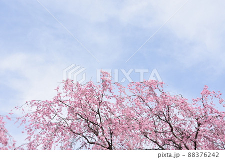 花曇り 満開の枝垂桜 花曇り 満開の枝垂桜 88376242