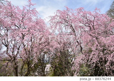 花曇り 満開の枝垂桜 花曇り 満開の枝垂桜 88376244