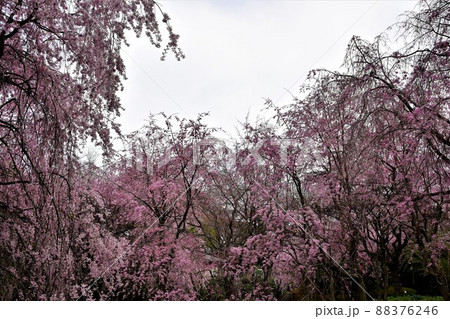 花曇り 満開の枝垂桜 花曇り 満開の枝垂桜 88376246