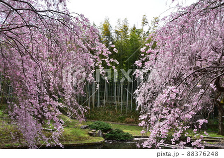 花曇り 満開の枝垂桜 花曇り 満開の枝垂桜 88376248