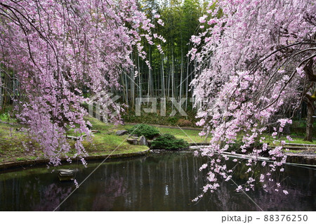 花曇り 満開の枝垂桜 花曇り 満開の枝垂桜 88376250