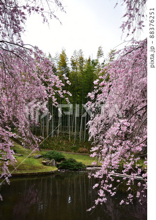 花曇り 満開の枝垂桜 花曇り 満開の枝垂桜 88376251
