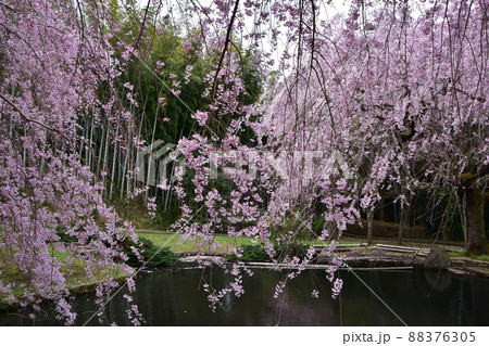 花曇り 満開の枝垂桜 花曇り 満開の枝垂桜 88376305