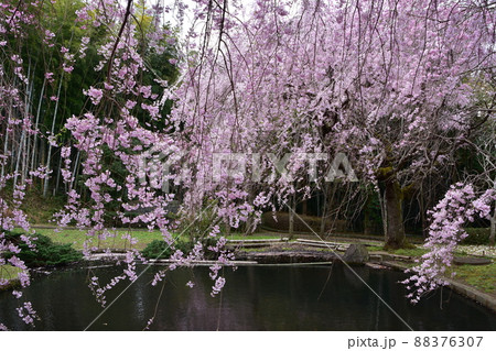 花曇り 満開の枝垂桜 花曇り 満開の枝垂桜 88376307