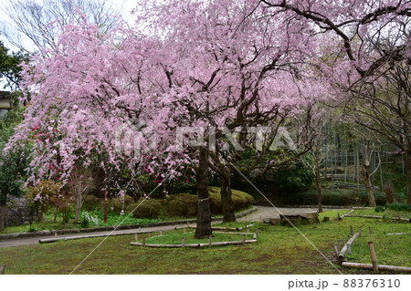 花曇り 満開の枝垂桜 花曇り 満開の枝垂桜 88376310
