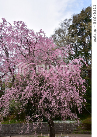 花曇り 満開の枝垂桜 花曇り 満開の枝垂桜 88376311