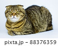 Scottish fold cat on the white background 88376359