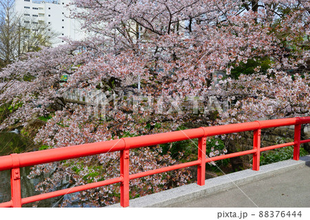 松戸神社　赤い潜龍橋と美しい桜（千葉県松戸市） 88376444