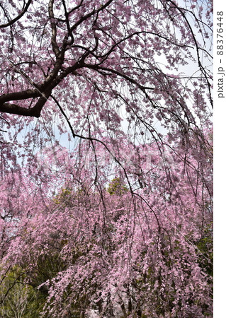花曇り 満開の枝垂桜 花曇り 満開の枝垂桜 88376448