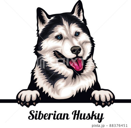 Siberian Husky - Color Peeking Dogs - breed face head isolated on white 88376451