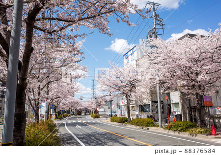 【藤が丘】桜の咲いた街並み 【藤が丘】桜の咲いた街並み 88376584