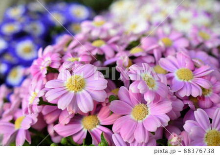 シネラリア　Cineraria　ピンク花 88376738
