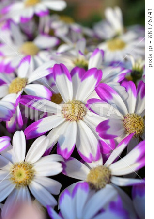 サイネリア（シネラリア）白色と薄紫 88376741