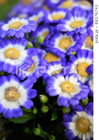 サイネリア（シネラリア）青色 88376743