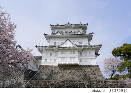 小田原城 桜 88376913