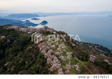 香川県三豊市の紫雲出山の桜と瀬戸内海 香川県三豊市の紫雲出山の桜と瀬戸内海 88376917