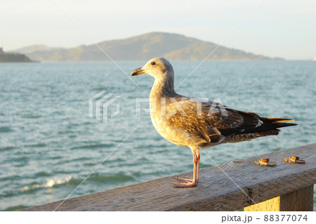 サンフランシスコのピア39の鳥 88377074