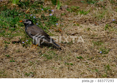 早春のエサを探すムクドリ 早春のエサを探すムクドリ 88377293