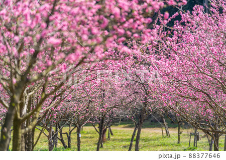 古河桃まつり 元屋敷の桃林 古河桃まつり 元屋敷の桃林 88377646