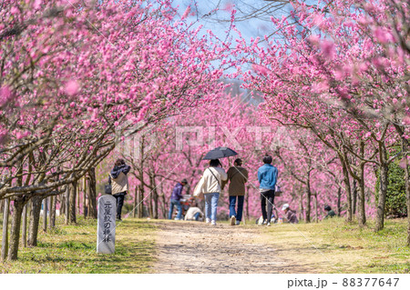 古河桃まつり　元屋敷の桃林 88377647